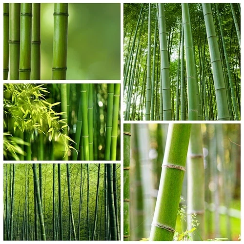 JT klimato scenos taškai Kinijos bambukas - ir pasauliniai pirkėjai atkreipia dėmesį